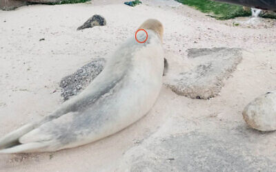 The Mediterranean monk seal known as Yulia seen on a Gaza beach on June 2, 2023. (Social media: Used in accordance with Clause 27a of the Copyright Law)