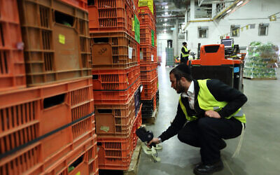 Religious supervision at a fruit and vegetable company, March 20, 2016 (Yaakov Naumi/FLASH90)