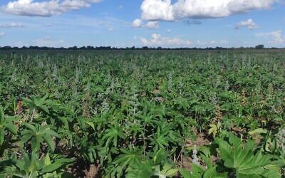 Castor plants in a field. (Courtesy)