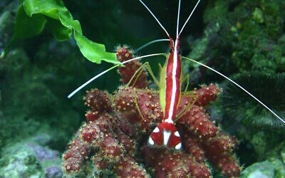 The Pacific Shrimp. (PilarMeca, CC BY-SA 3.0, Wikimedia Commons)